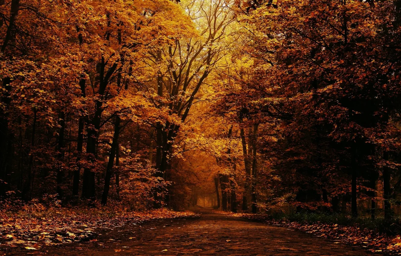 Photo wallpaper road, autumn, forest, leaves, trees, nature