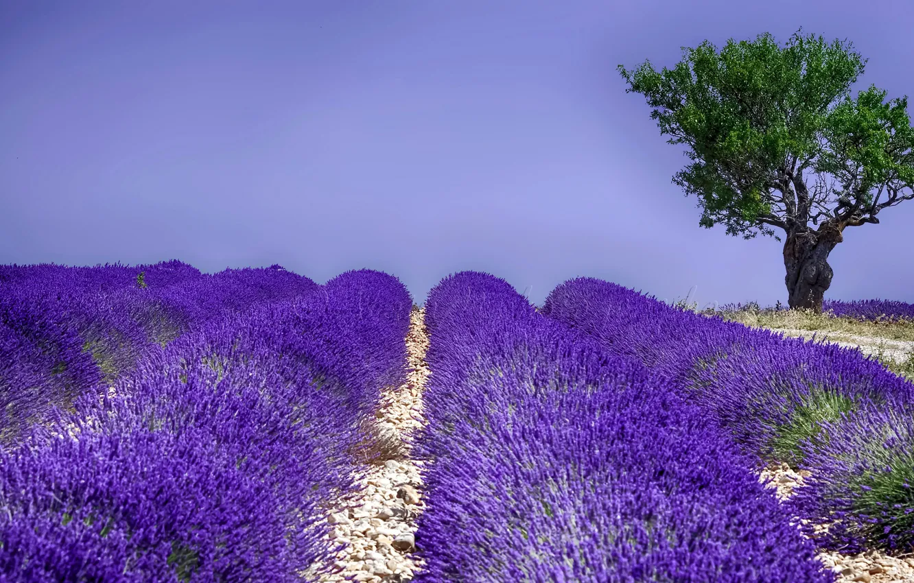 Photo wallpaper field, summer, tree, flowering, lavender