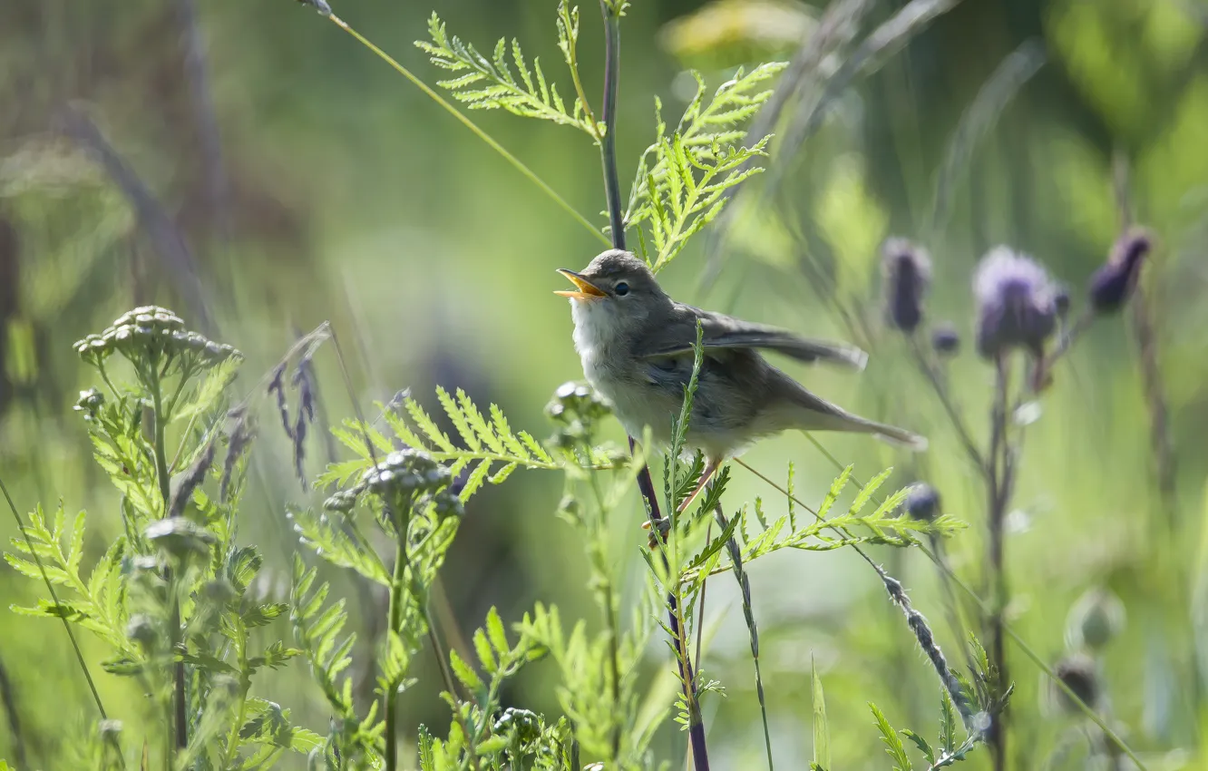 Photo wallpaper field, summer, bird, sings, Warbler