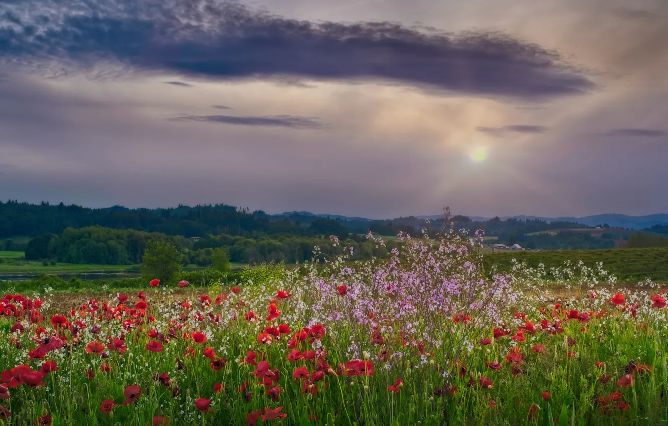 Photo wallpaper field, the sky, flowers, Maki, poppy field