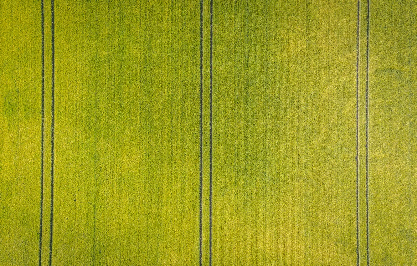 Photo wallpaper field, trail, crops