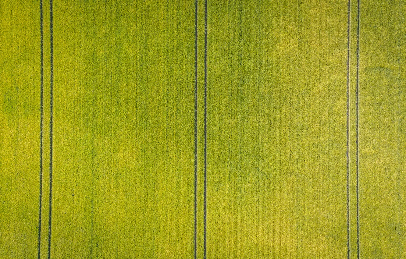 Photo wallpaper field, traces, crops