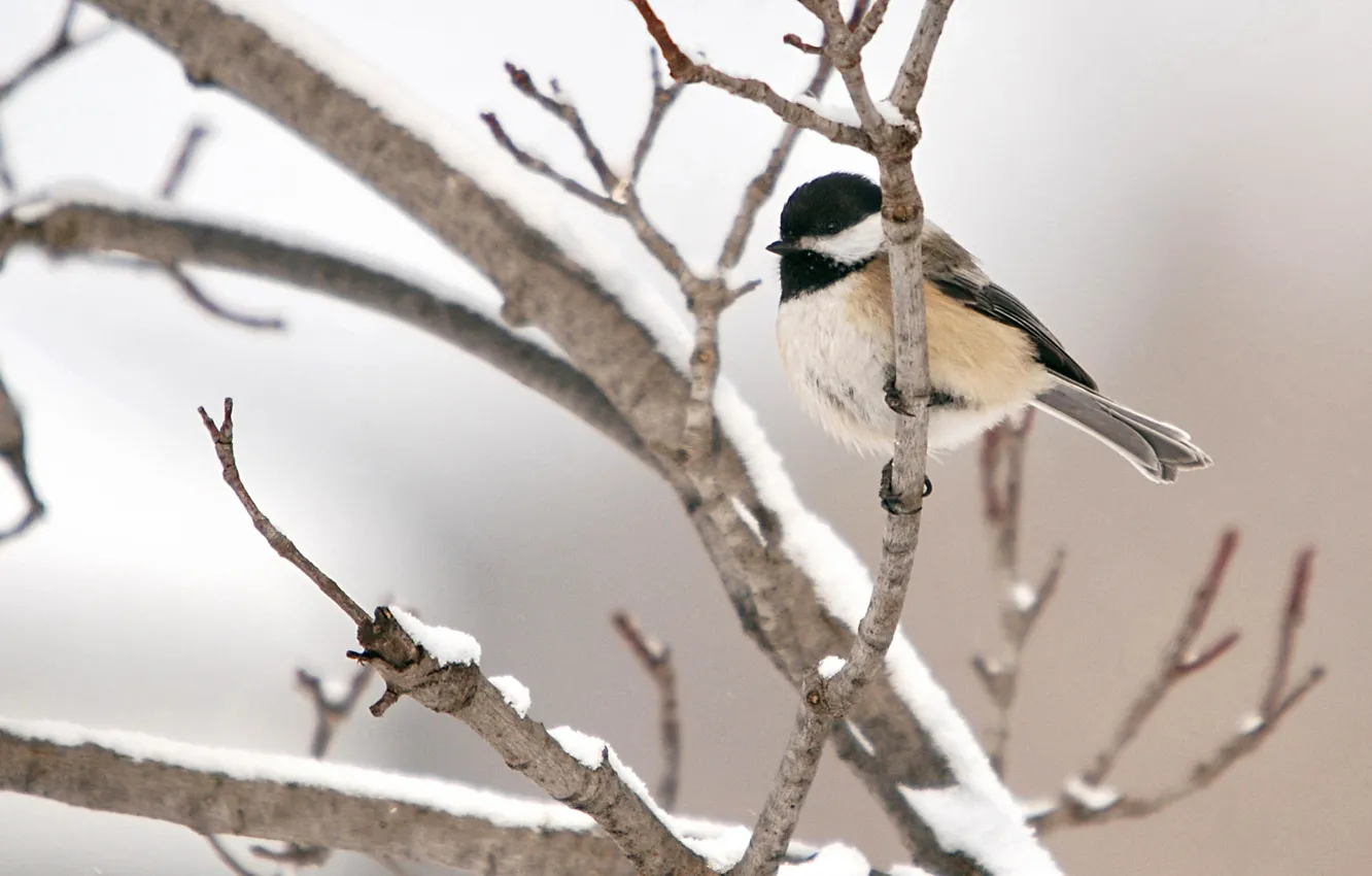 Photo wallpaper winter, snow, bird, branch