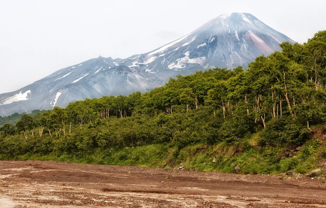Photo wallpaper forest, trees, mountains, Russia, Kamchatka