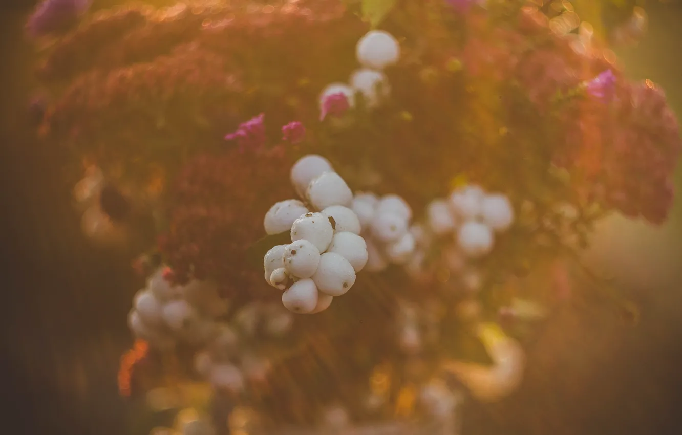 Photo wallpaper autumn, flowers, the snowberry