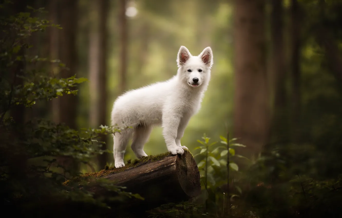Photo wallpaper forest, each, dog