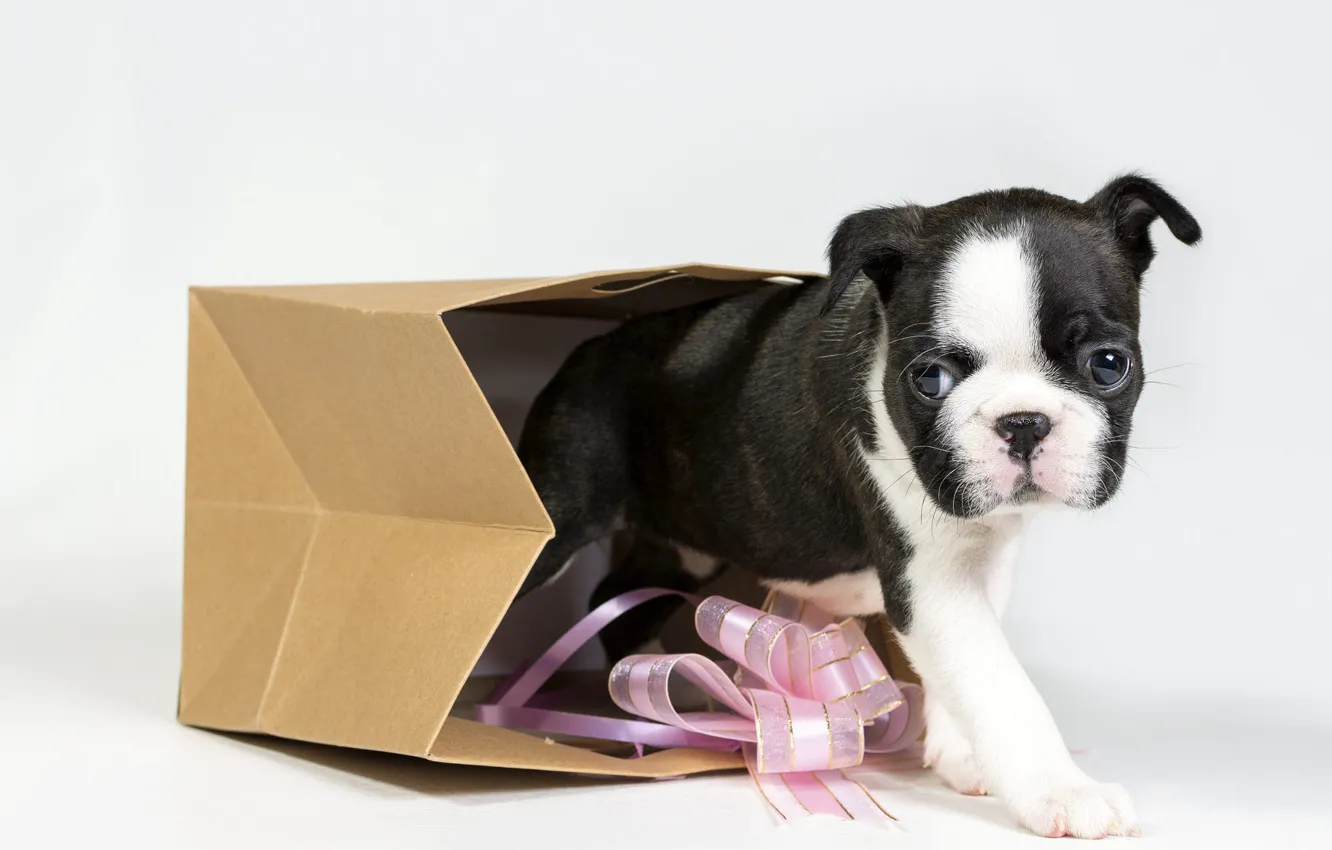 Photo wallpaper look, pose, dog, baby, package, puppy, white background, cardboard