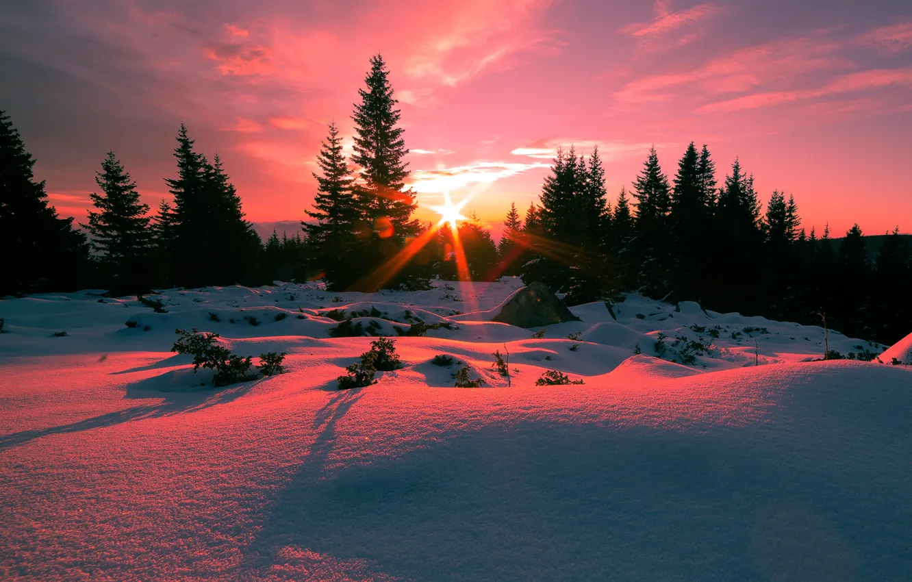 Photo wallpaper the sun, snow, tree