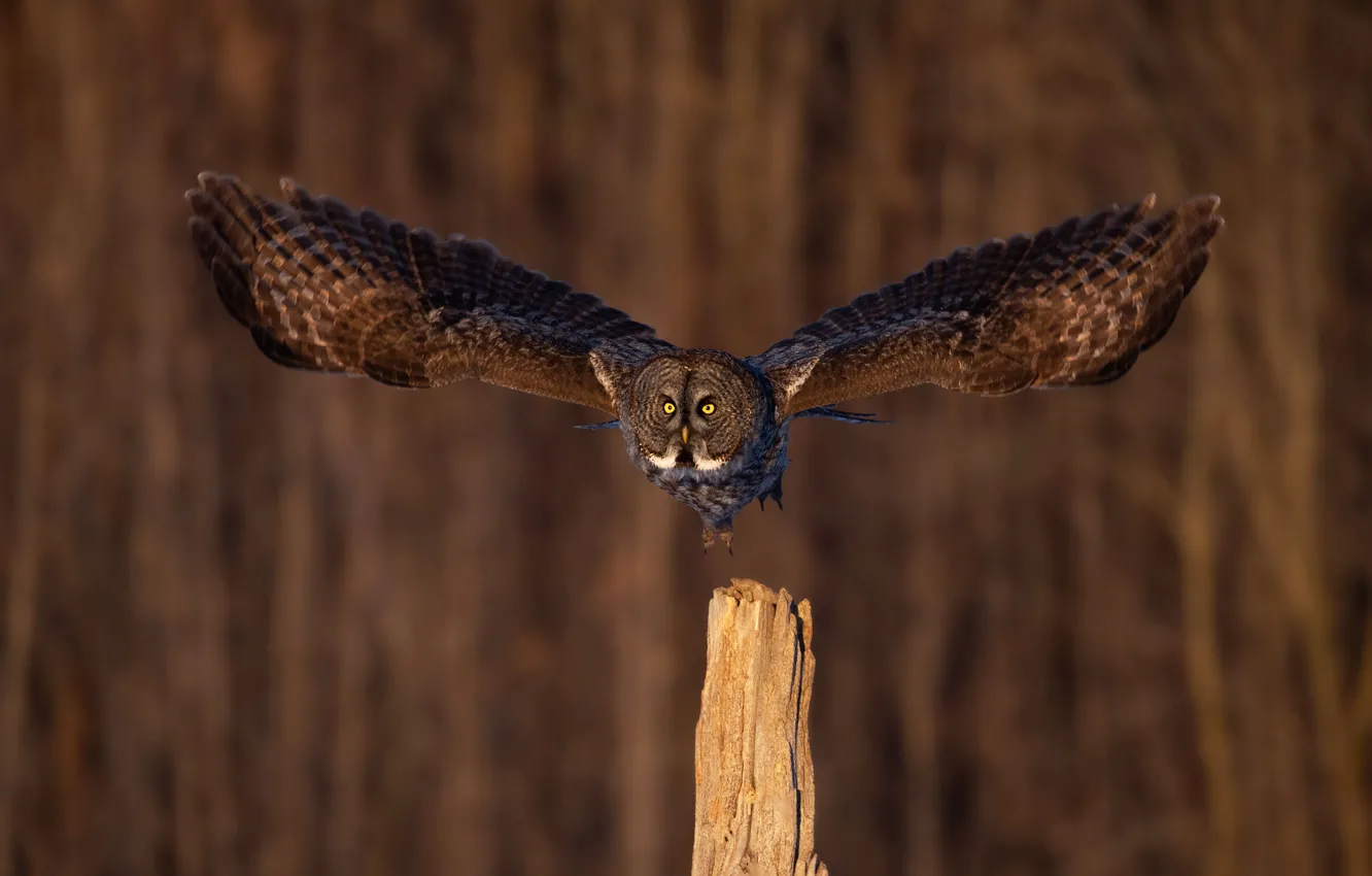 Photo wallpaper flight, owl, bird, owl, wingspan