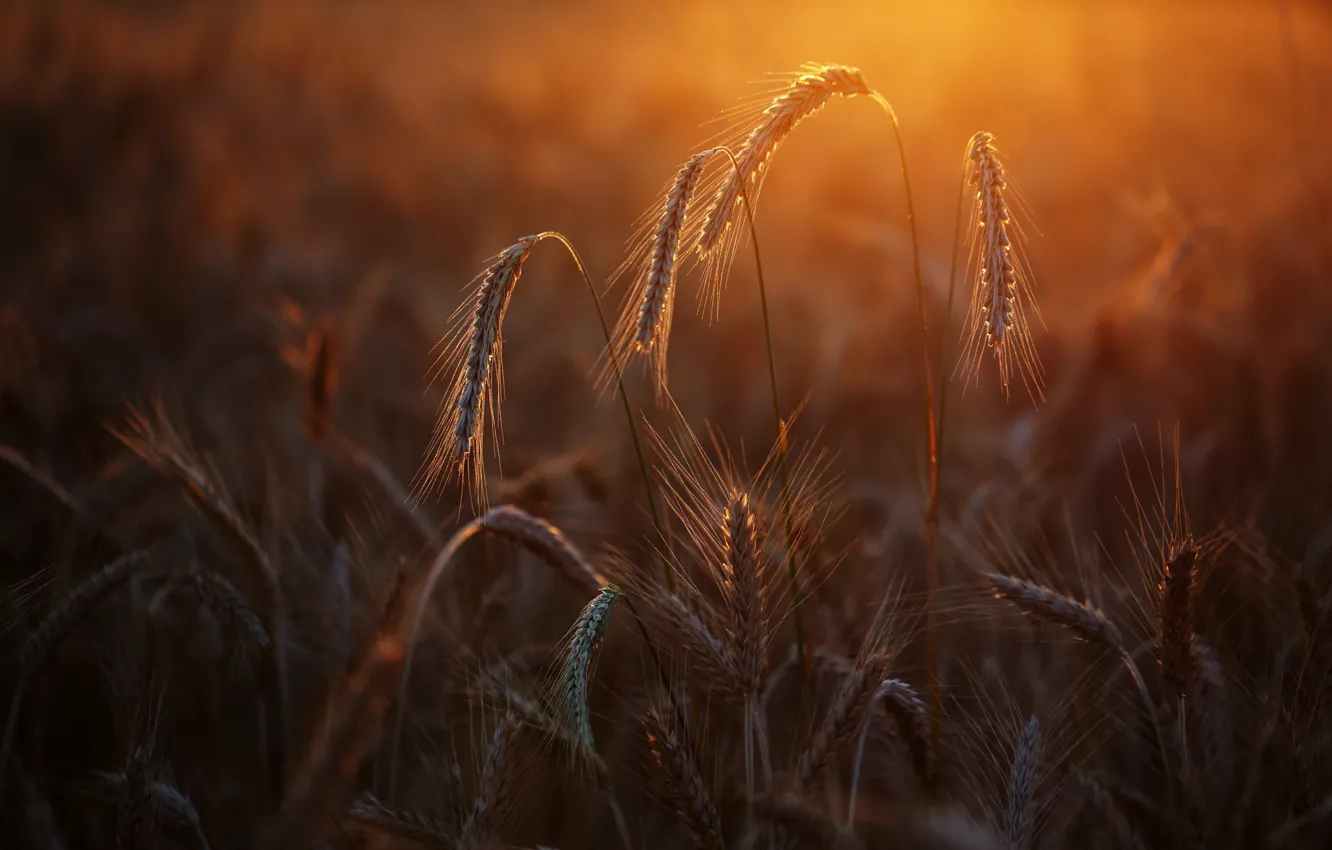 Photo wallpaper light, sunset, rye, ears, rye field
