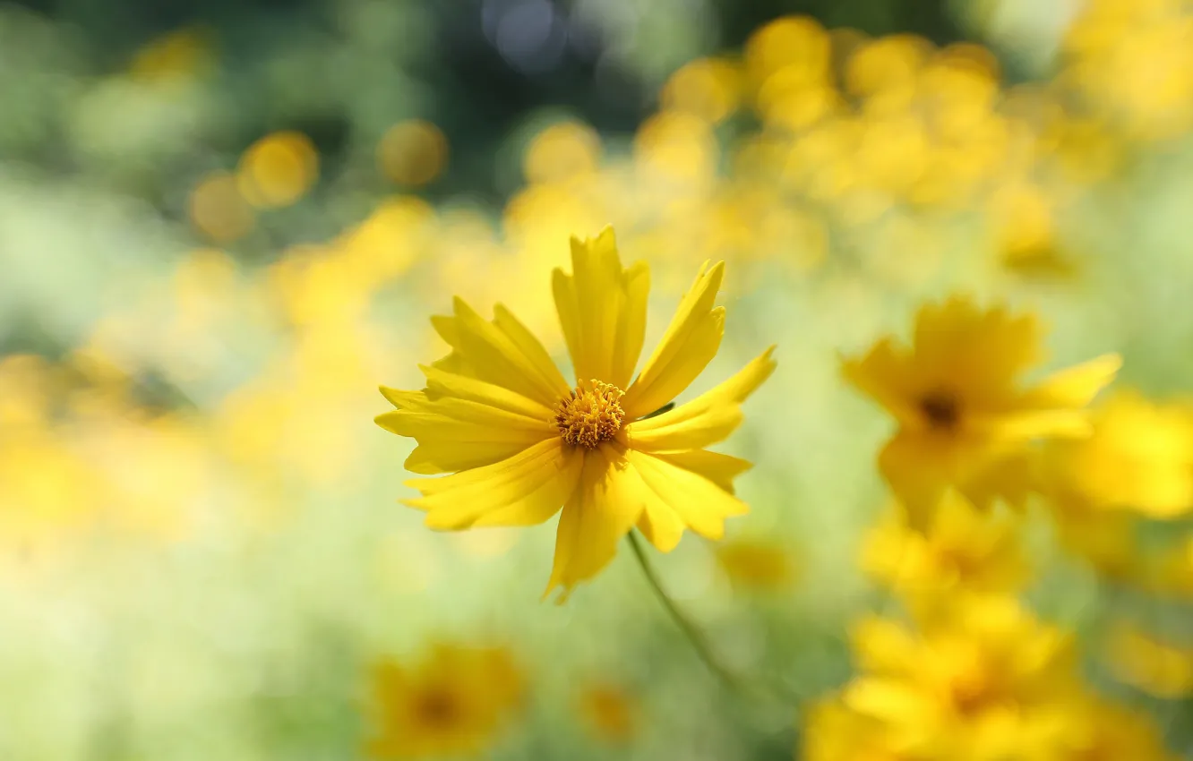 Photo wallpaper flowers, yellow, bokeh, kosmeya