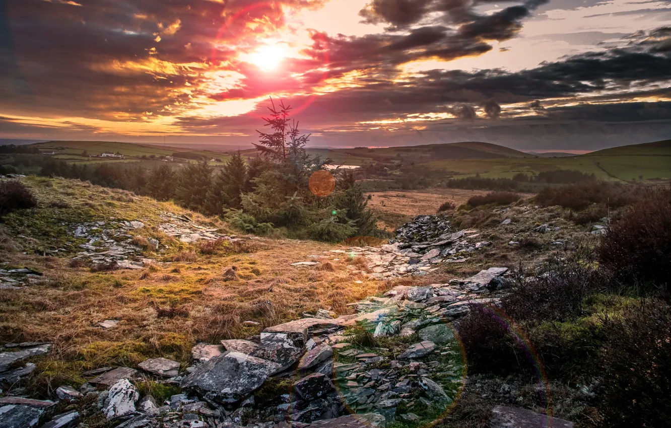 Photo wallpaper field, nature, morning
