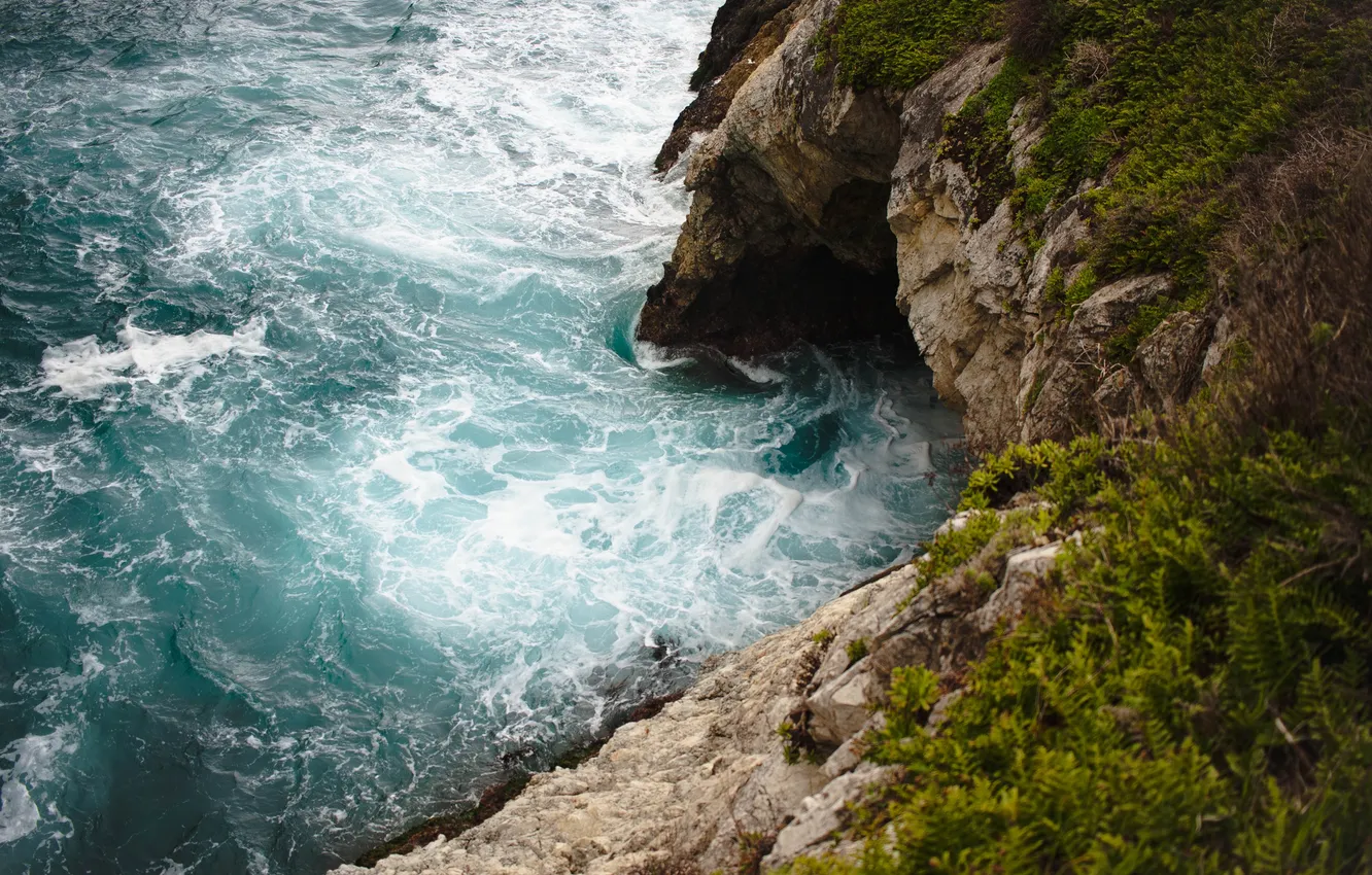 Photo wallpaper Water, Worldwide Developers Conference, Plant, Apples, Macbook Air