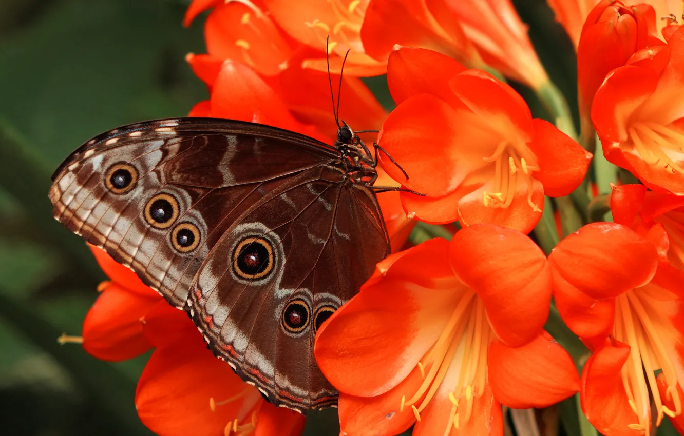 Photo wallpaper flower, pattern, butterfly, plant, wings, petals, insect, moth