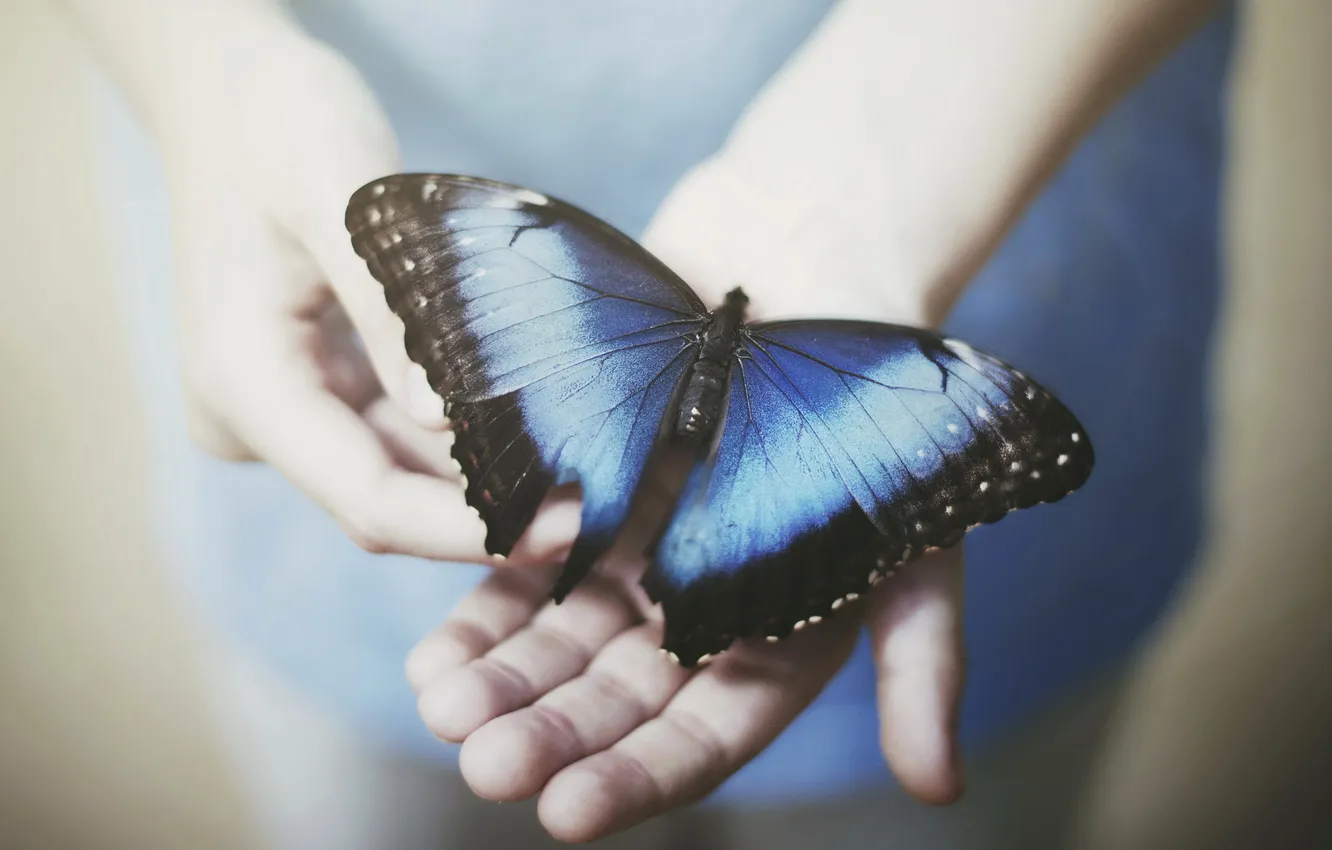Photo wallpaper butterfly, the situation, hands
