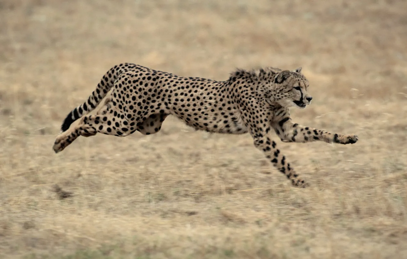 Photo wallpaper running, Cheetah, the cat family