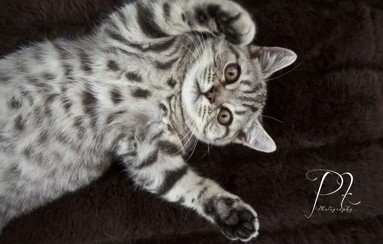 Photo wallpaper table, Wallpaper, legs, kitty, the desktop