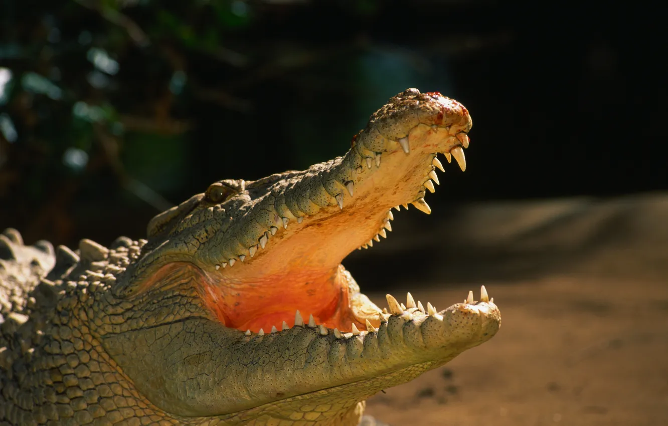Photo wallpaper jaw, predator, teeth, mouth, Crocodile