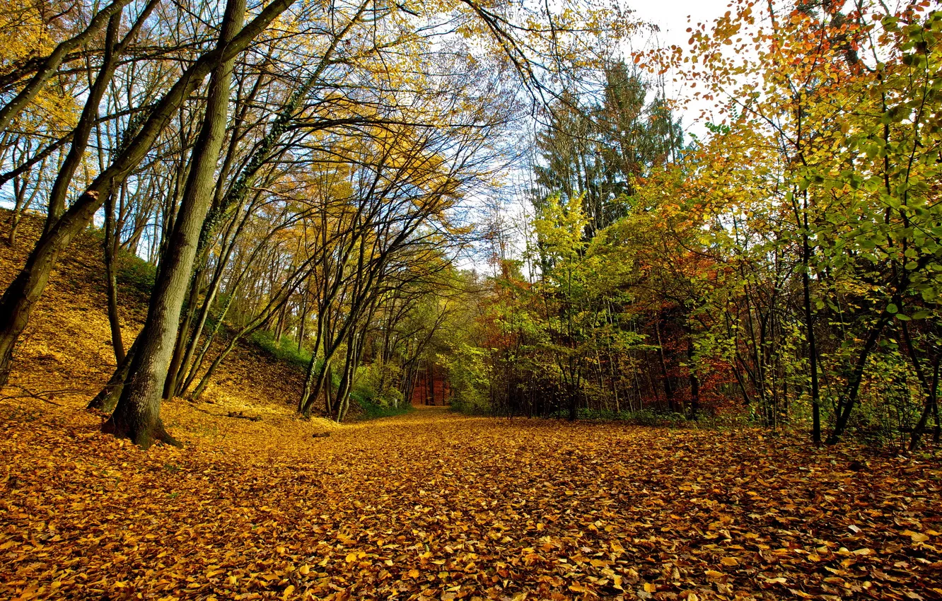 Photo wallpaper autumn, leaves, nature, Park