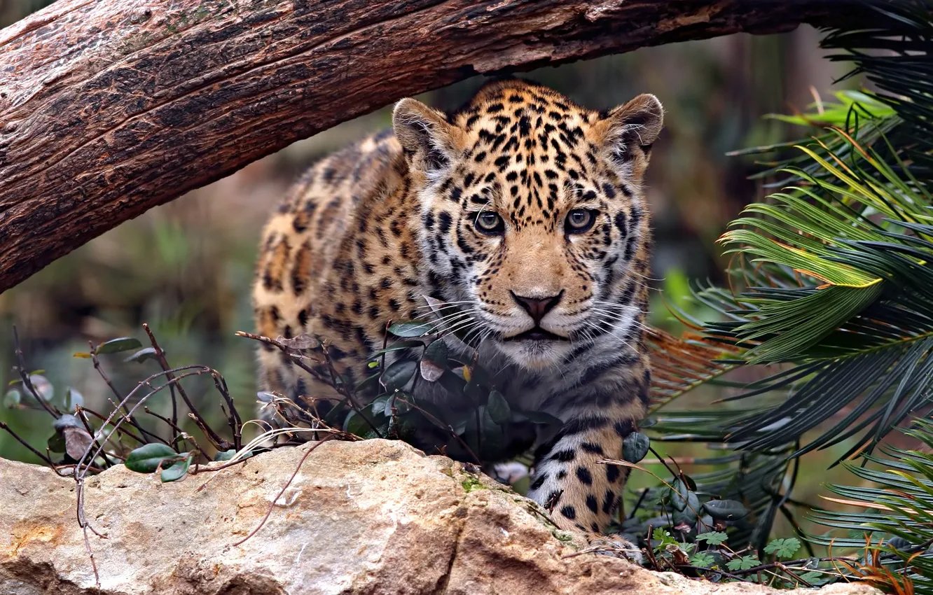 Photo wallpaper look, face, leaves, trees, nature, stones, baby, Jaguar