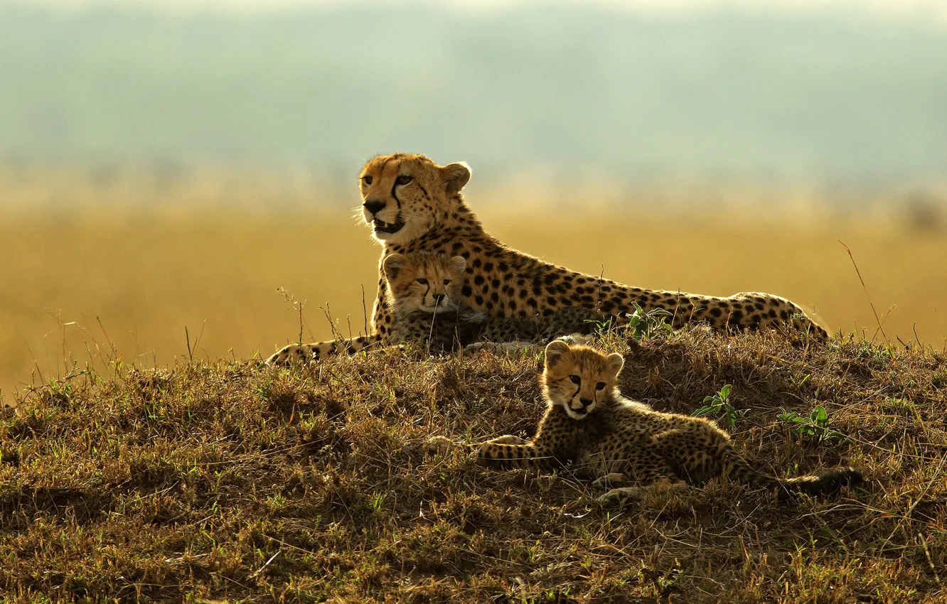 Photo wallpaper kittens, Cheetah, wild cat, cheetahs, cubs