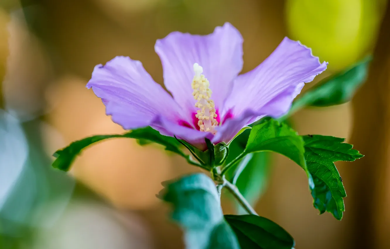 Photo wallpaper leaves, macro, nature, petals, hibiscus