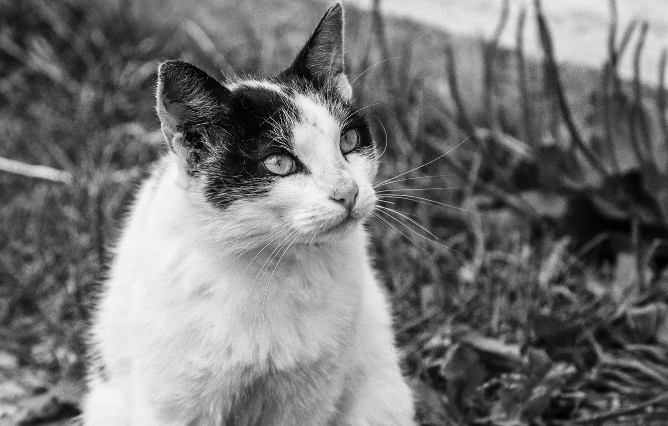 Photo wallpaper cat, look, mood, village, animals, BW, Vaska