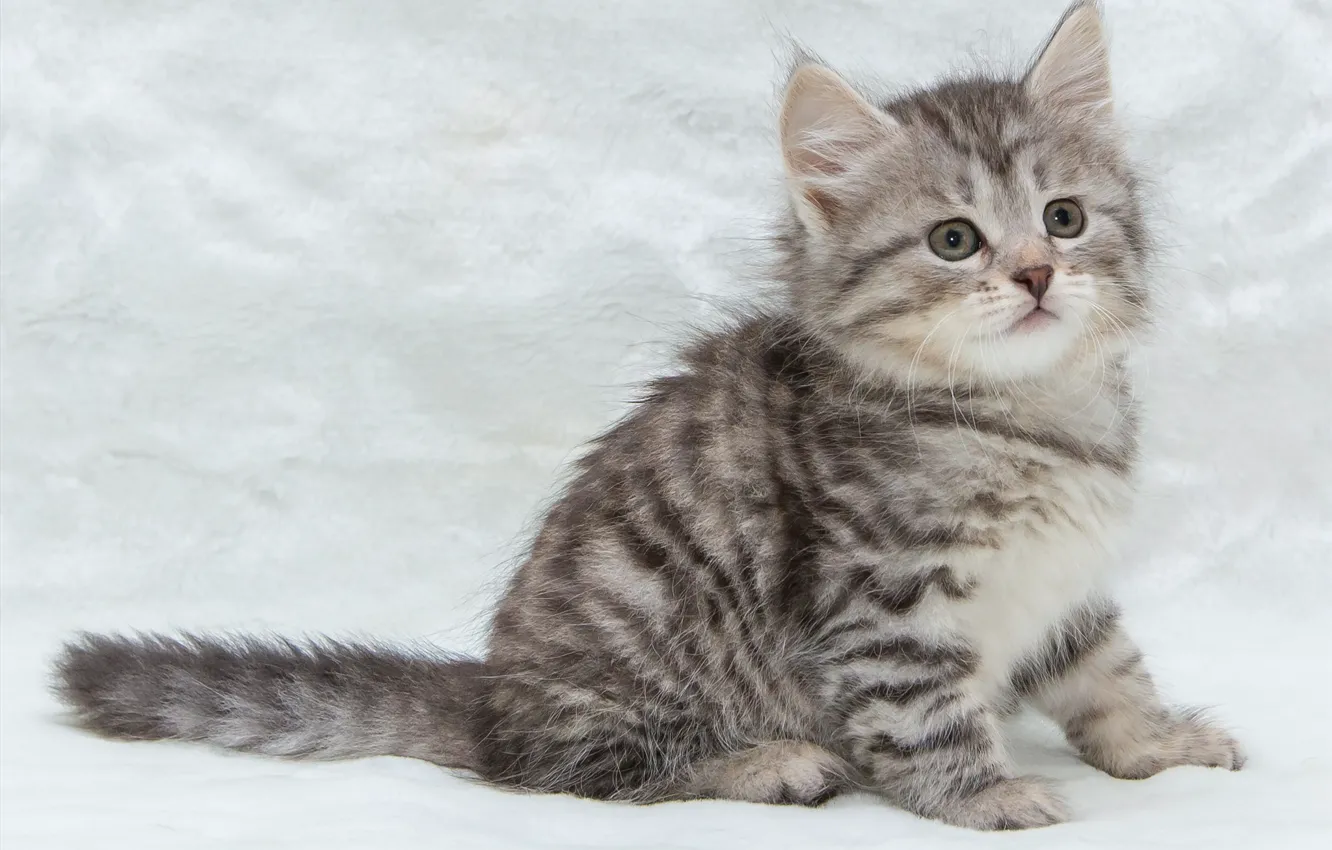 Photo wallpaper kitty, grey, cute