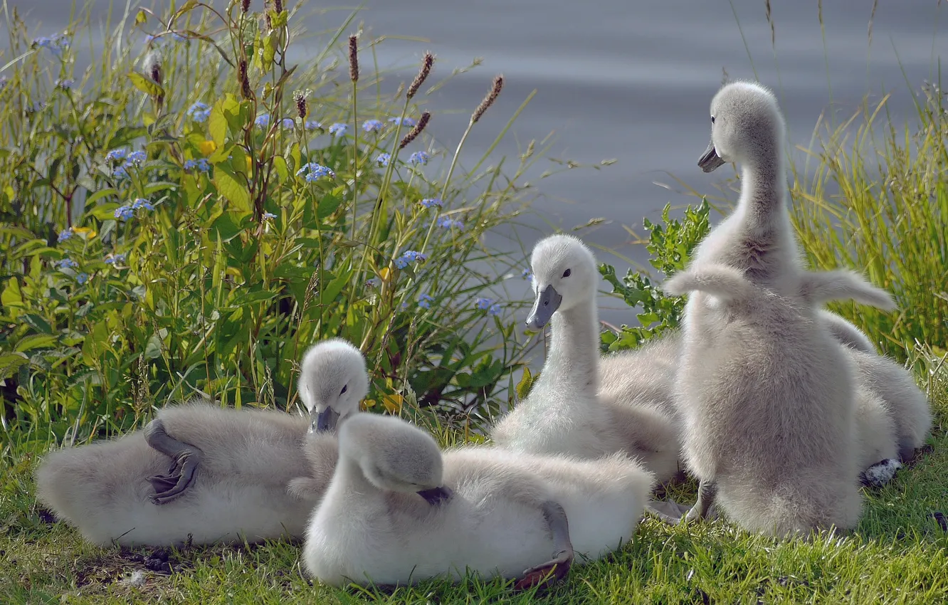Photo wallpaper birds, swans, Chicks