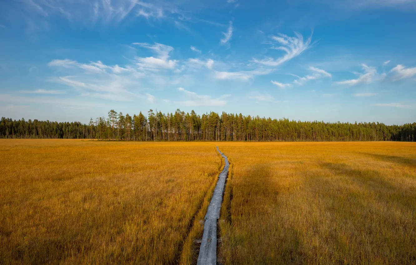 Photo wallpaper field, forest, clouds, blue, Board, dal, space, track