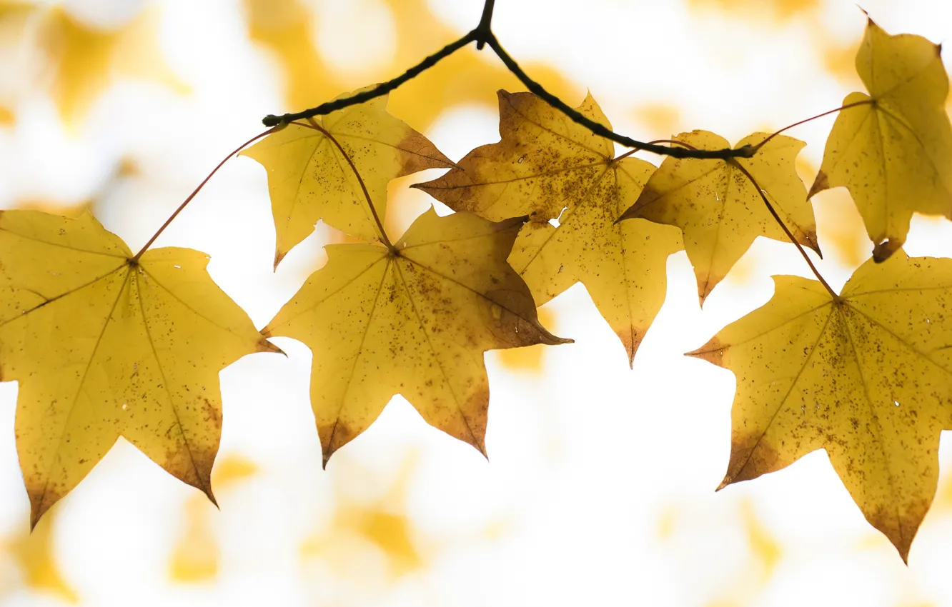 Photo wallpaper leaves, nature, background