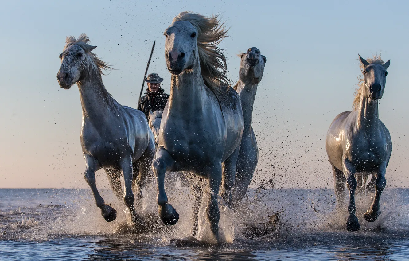 Photo wallpaper water, squirt, horses, horse