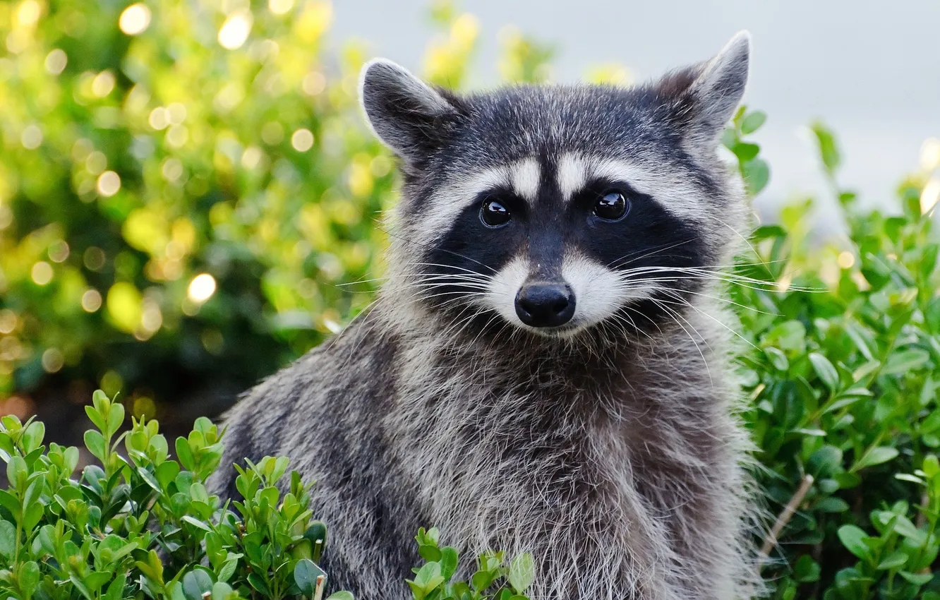 Photo wallpaper flowers, raccoon, cutie