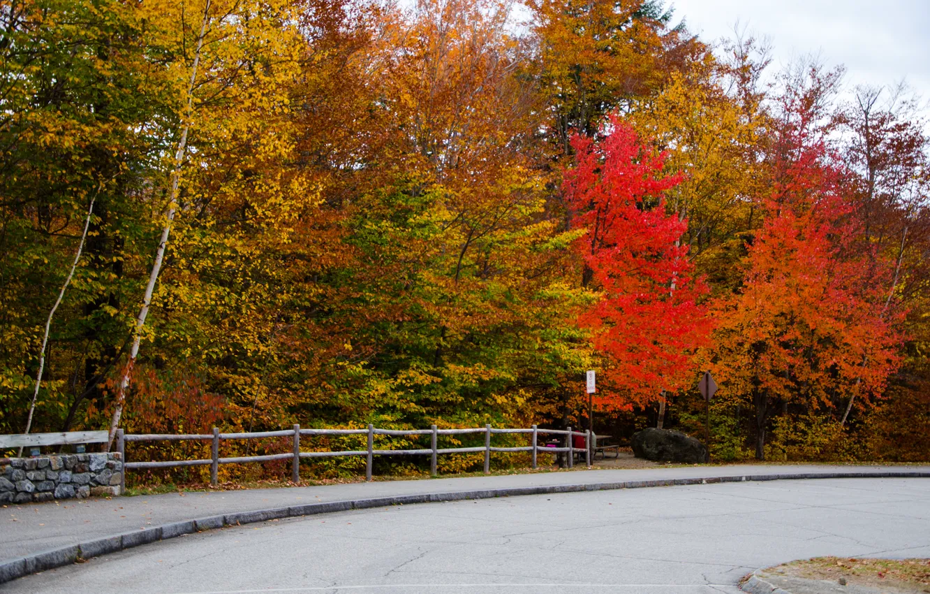 Photo wallpaper road, autumn, forest, nature, colors, forest, road, trees