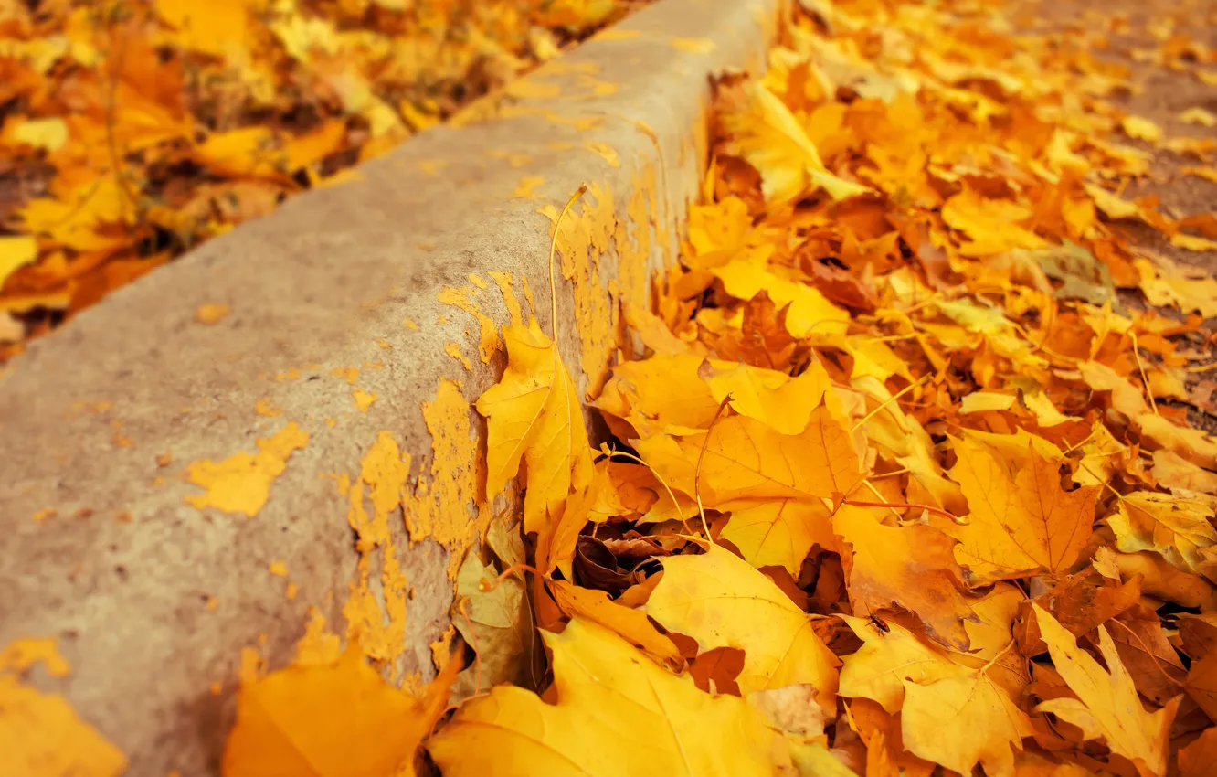 Photo wallpaper autumn, leaves, background, yellow, colorful, maple, yellow, background