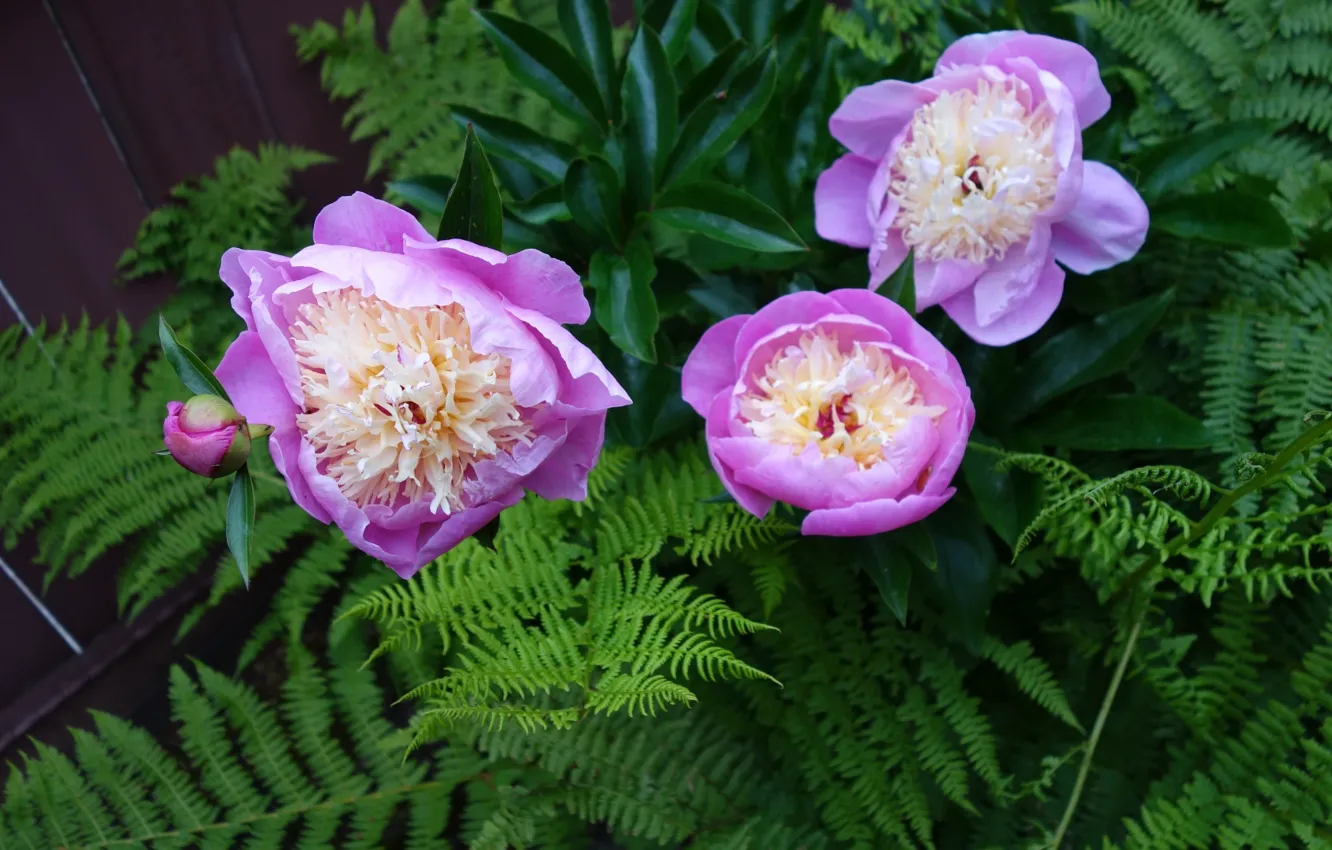 Photo wallpaper fern, peonies, pink peonies