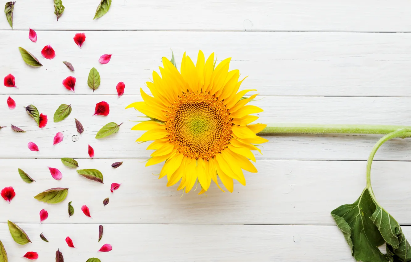 Photo wallpaper sunflowers, flowers, petals, leaf