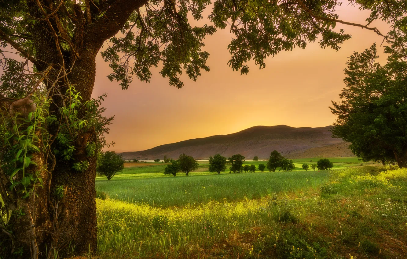 Photo wallpaper field, grass, trees, landscape, sunset, hills