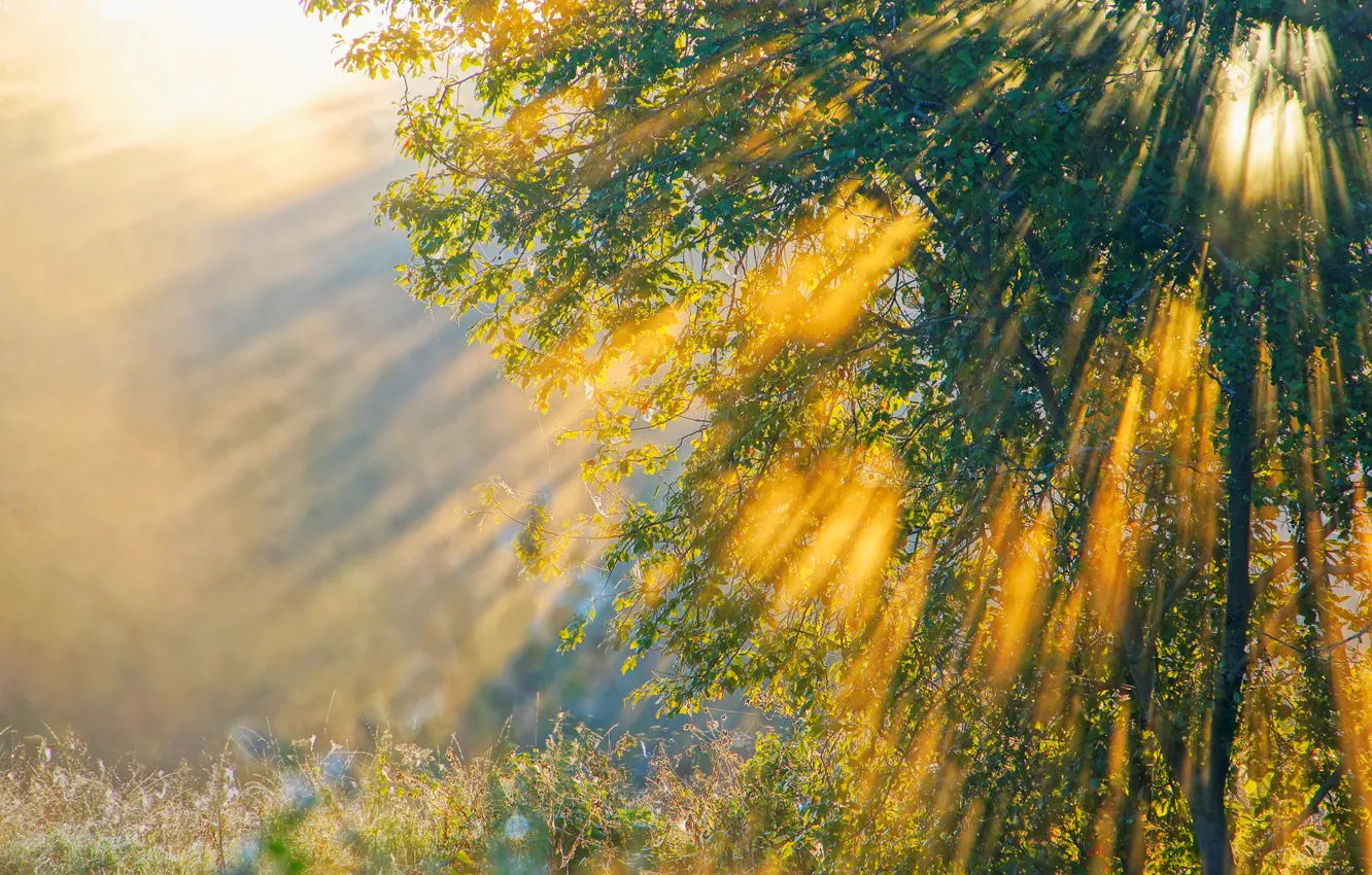 Photo wallpaper rays, light, nature, tree, morning