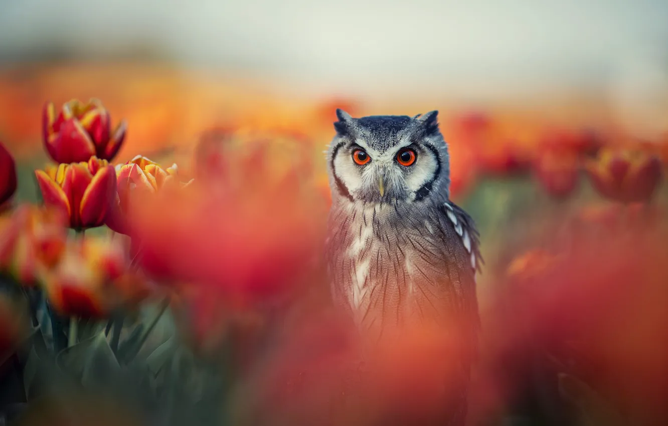Photo wallpaper flowers, nature, owl, bird, spring, tulips