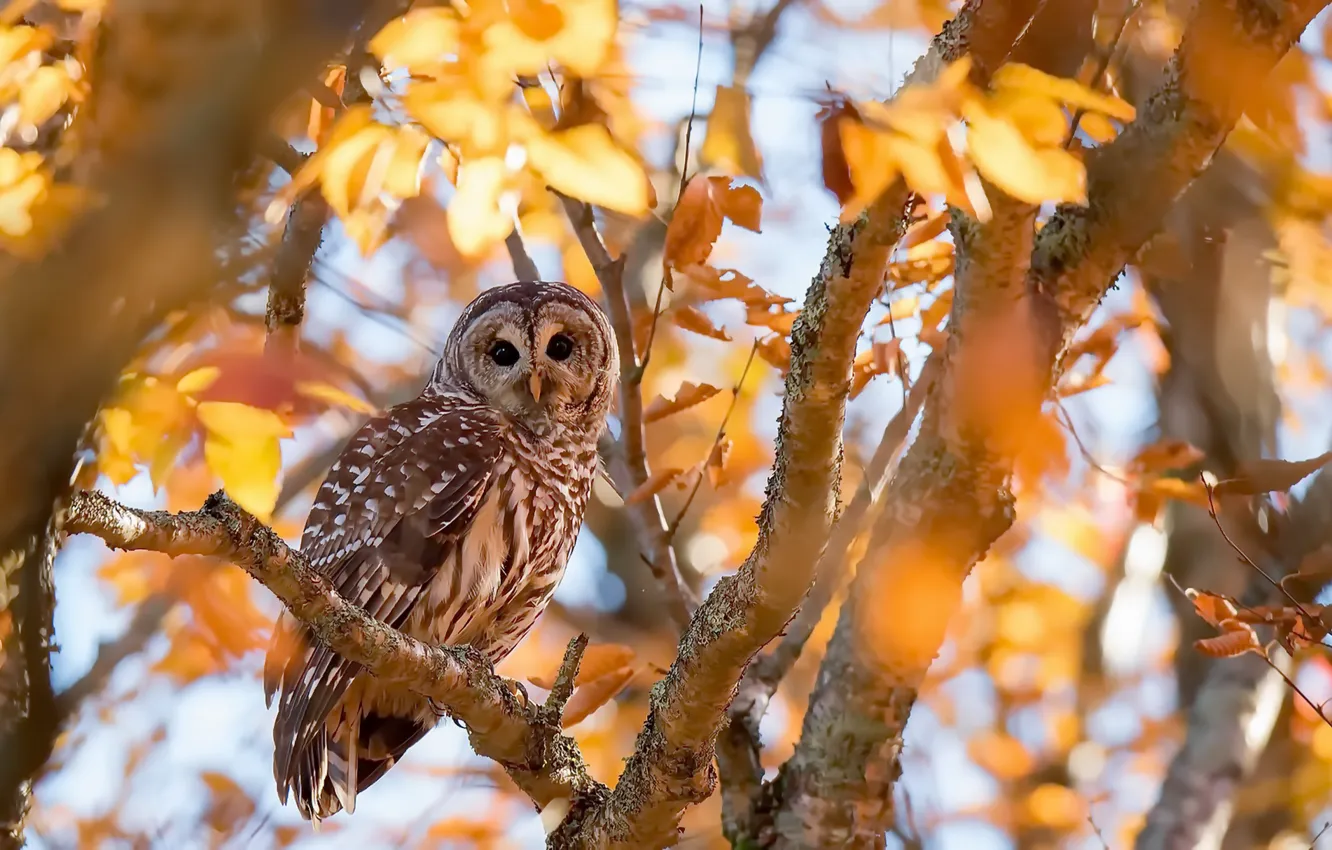 Photo wallpaper nature, owl, bird