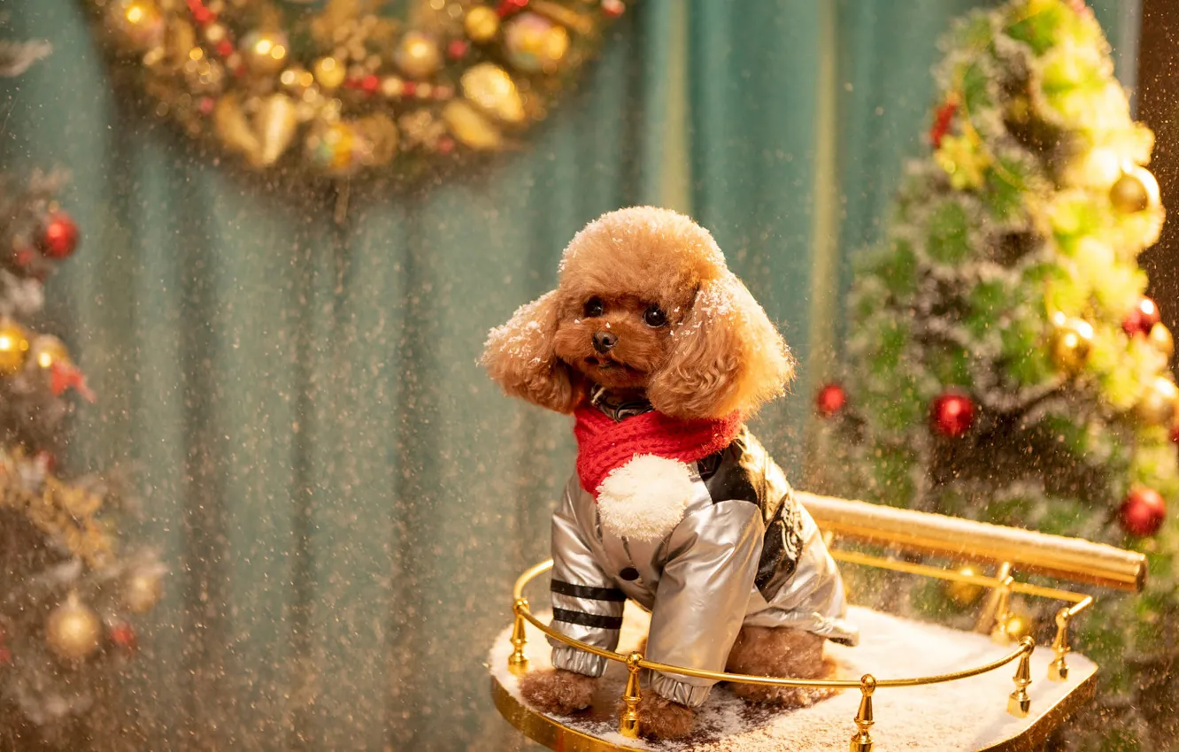 Photo wallpaper look, snow, new year, dog, Christmas, costume, puppy, curtains