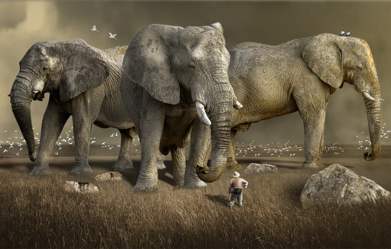 Photo wallpaper nature, animal, Africa, wildlife, mammal, three gray elephants