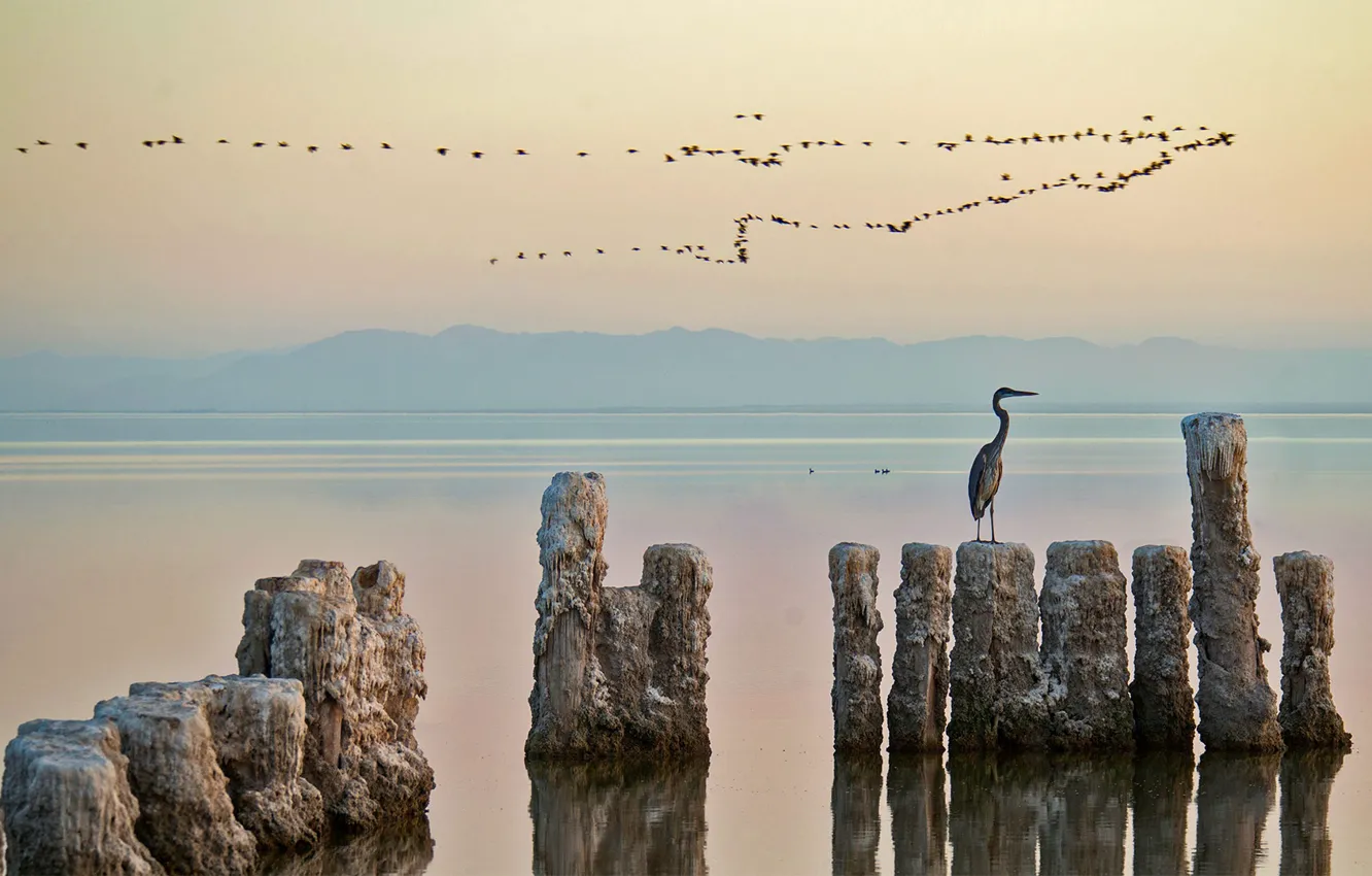 Photo wallpaper bird, CA, USA, Heron, lake of the Salton sea