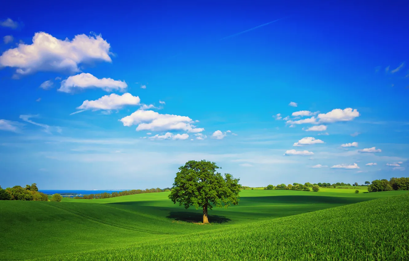 Photo wallpaper greens, field, the sky, grass, clouds, tree, spring