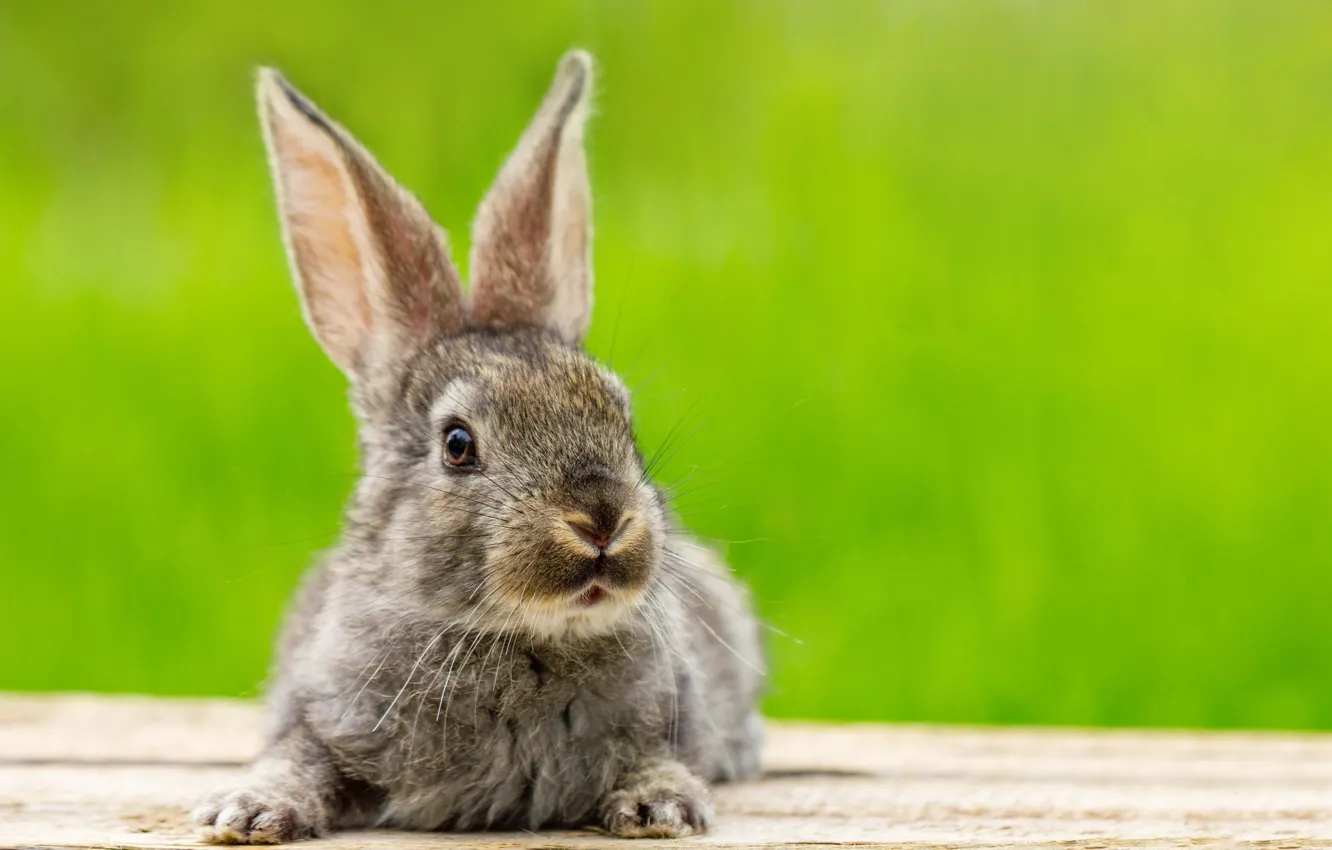 Photo wallpaper greens, grass, grey, glade, hare, rabbit