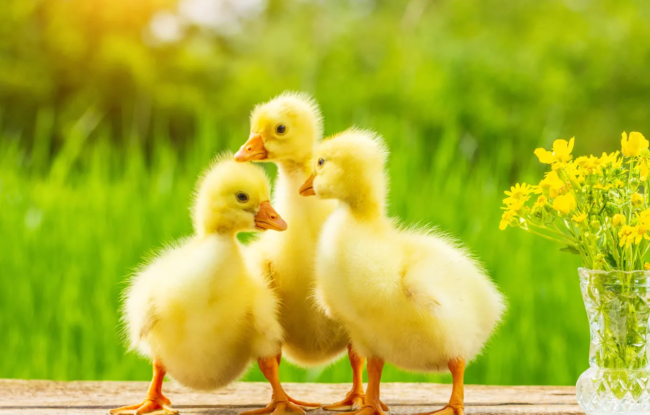 Photo wallpaper yellow, nature, fluffy, baby, the goslings