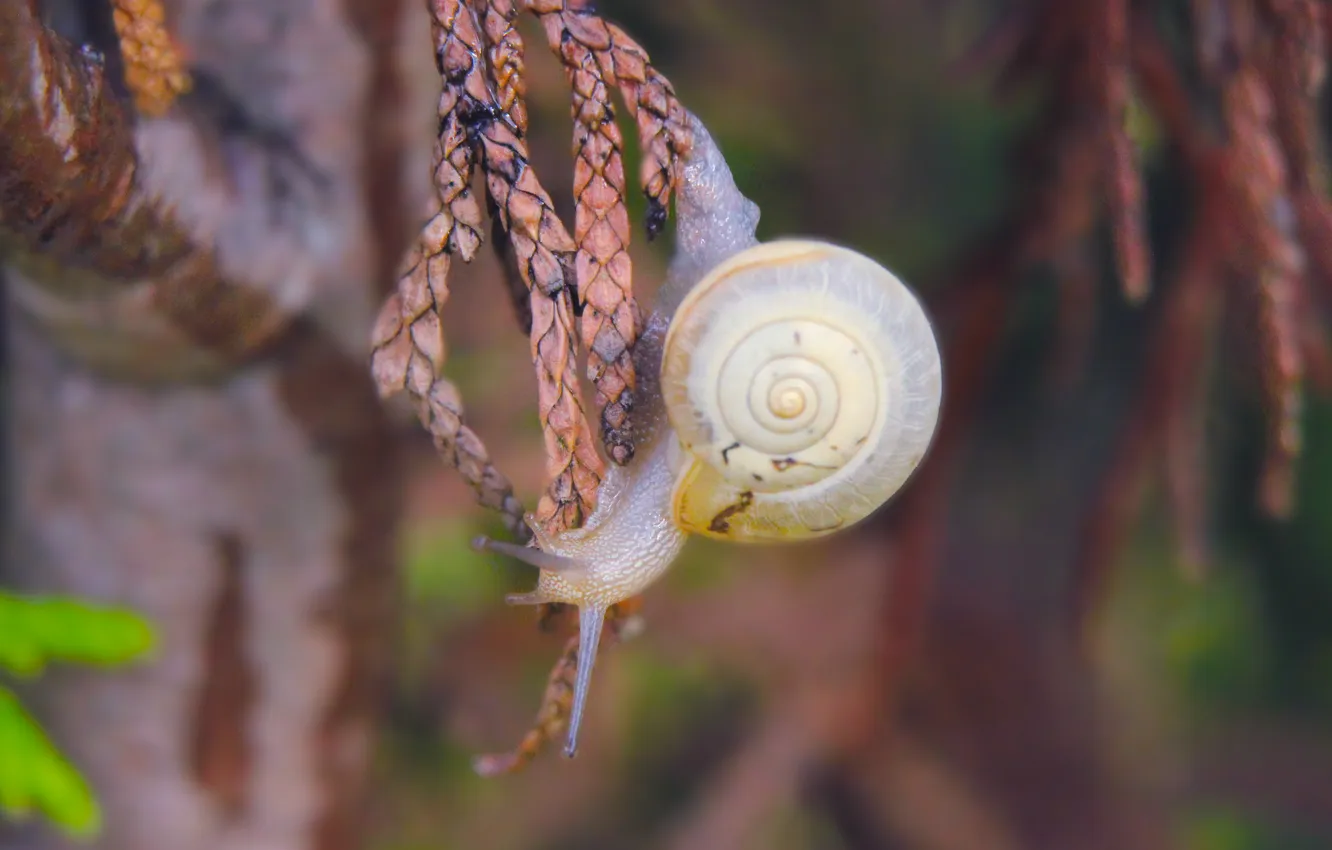 Photo wallpaper animal, shell, snail