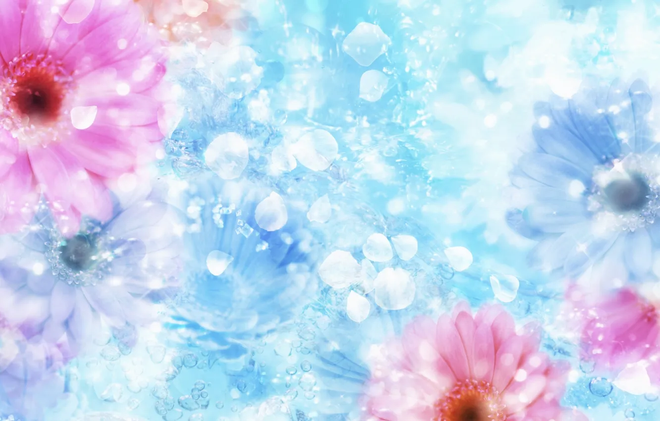 Photo wallpaper flowers, Shine, petals