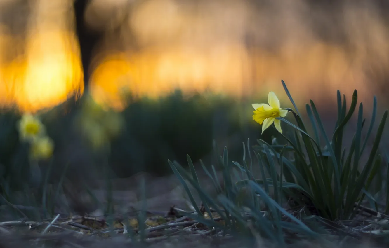Photo wallpaper flowers, nature, Narcis